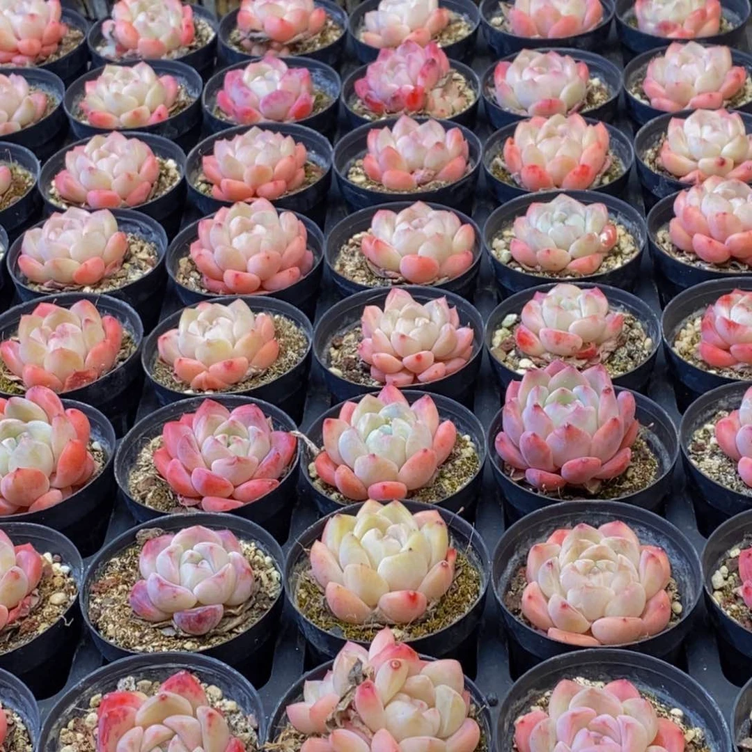 969多肉植物保护研究所所长助理