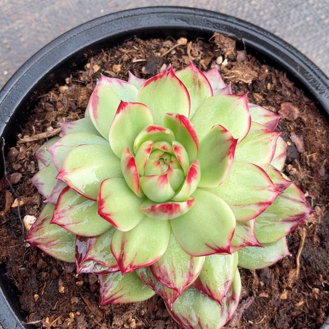 初*2.21-4惊鸿11111111