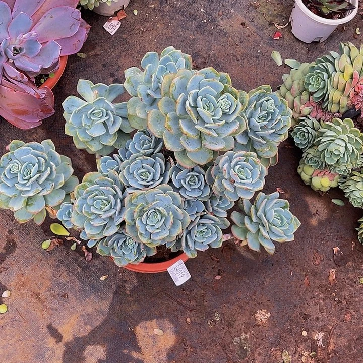 秋*灰姑娘04019多肉多肉