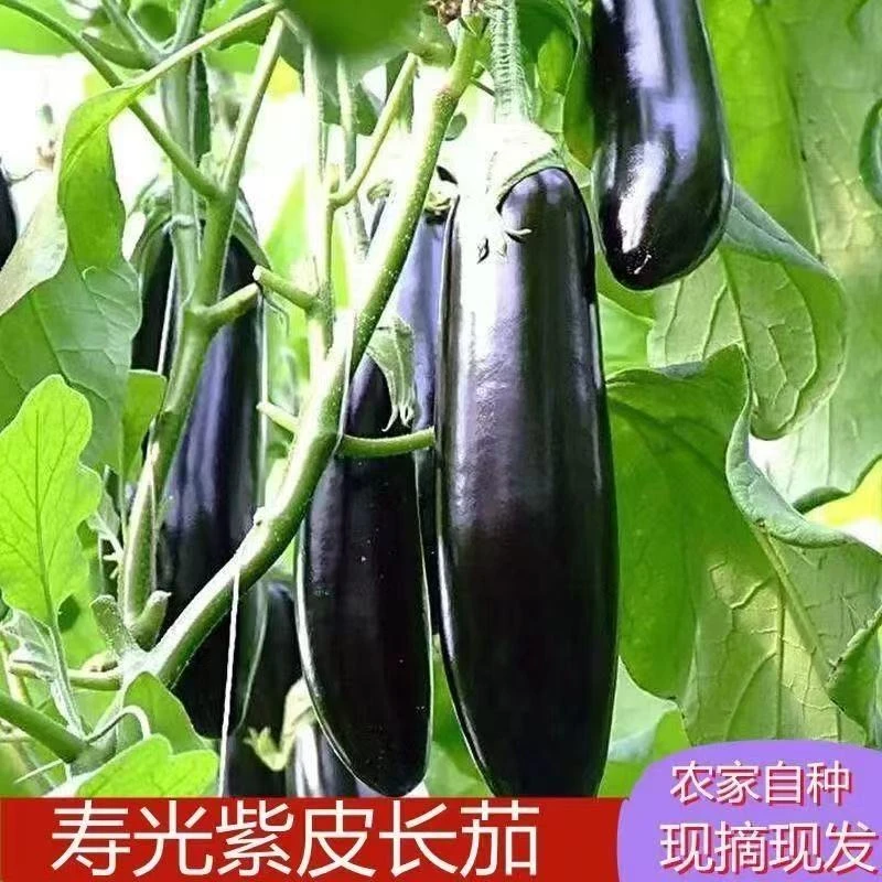 整箱批发茄子新鲜蔬菜紫皮长茄山东应季新鲜蔬菜农家现摘黑茄子