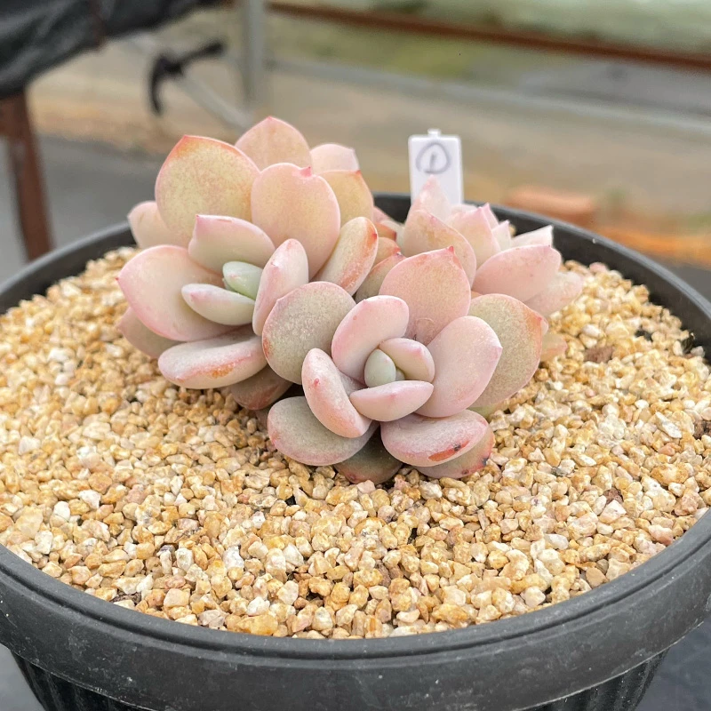 韩版奶茶多肉植物盆栽室内绿植花卉好养阳台装饰一物一拍小老桩