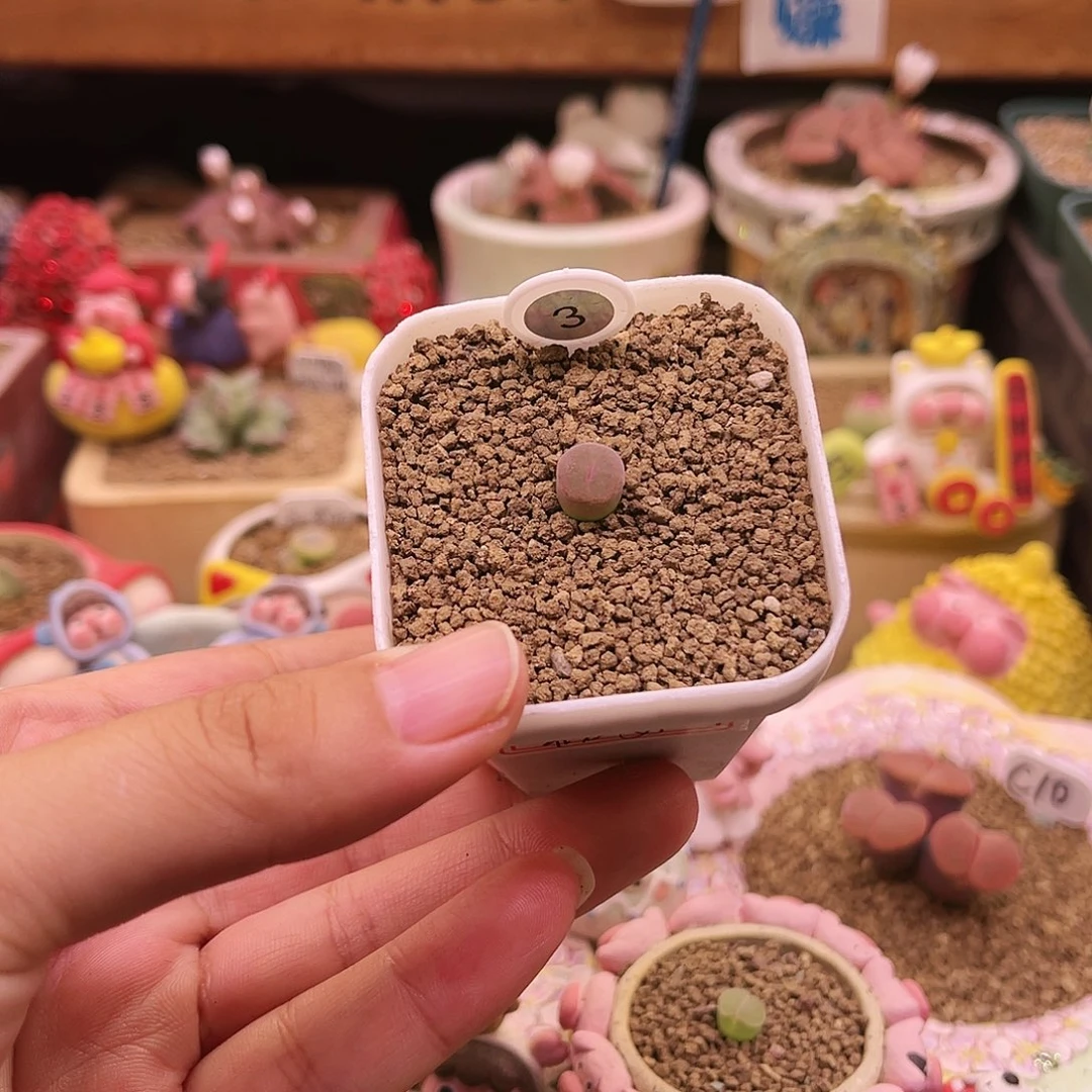 三年粉纽扣窗粉红女郎可带盆土发货