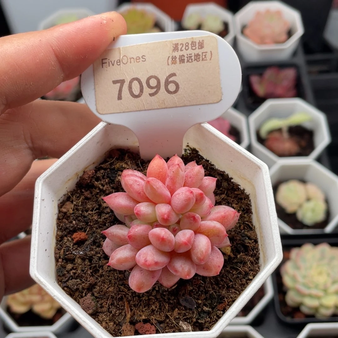 林依晨缀7096-4厘米