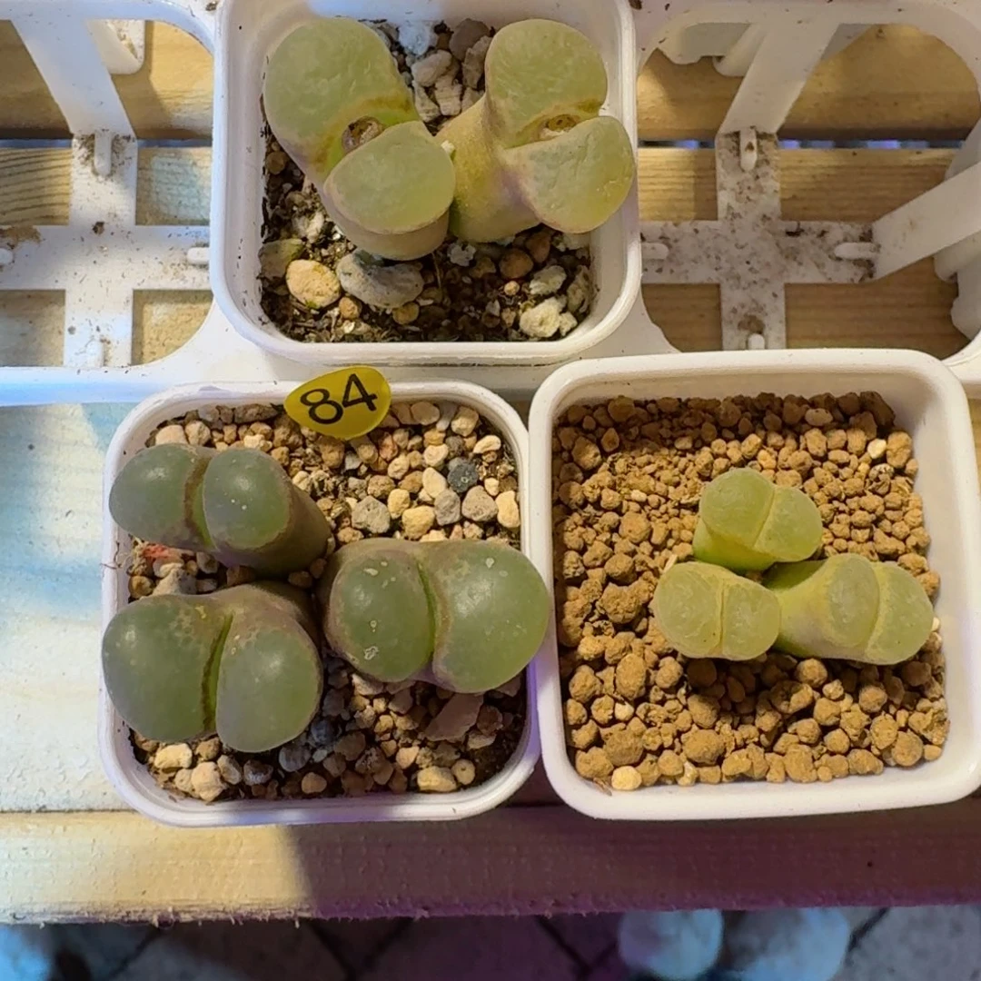 花****?84......3颗.....