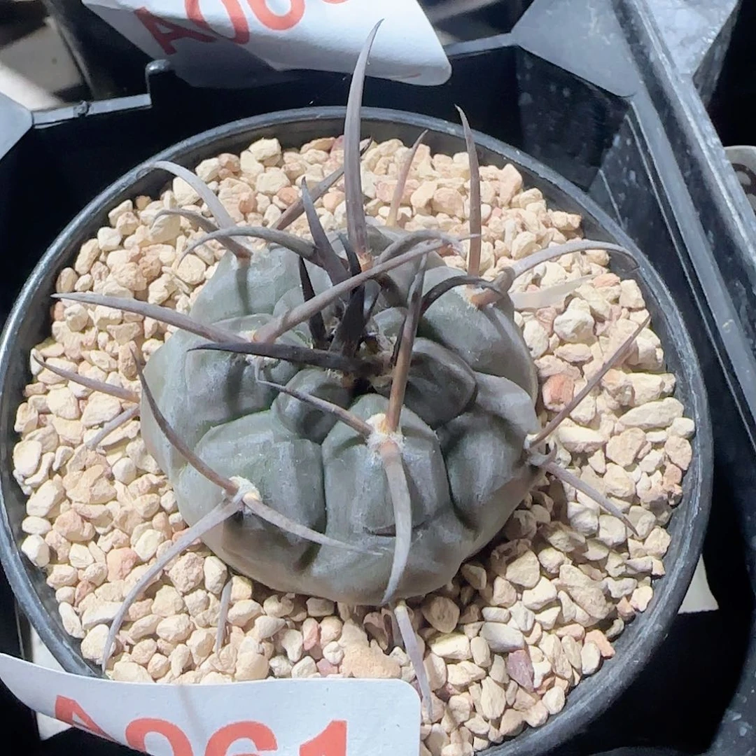 摩天龙 实生仙人球061