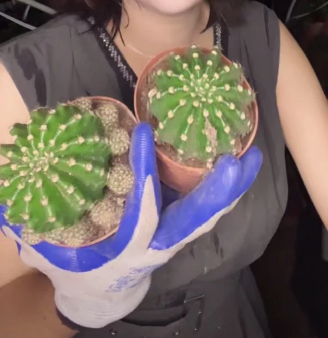 二妹园艺【 2颗 浓桃筋 自根 】【冠幅保5公分】默认脱土随机发货