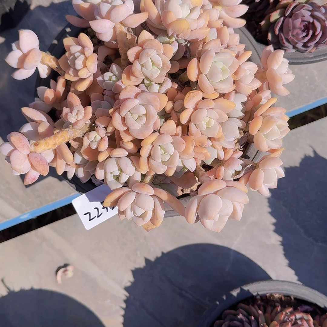 鸭*?2233露林香多肉