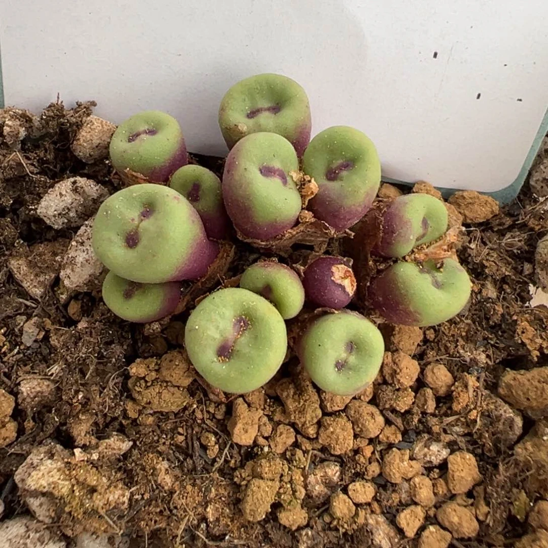 ?***田7-64肉锥多肉植物