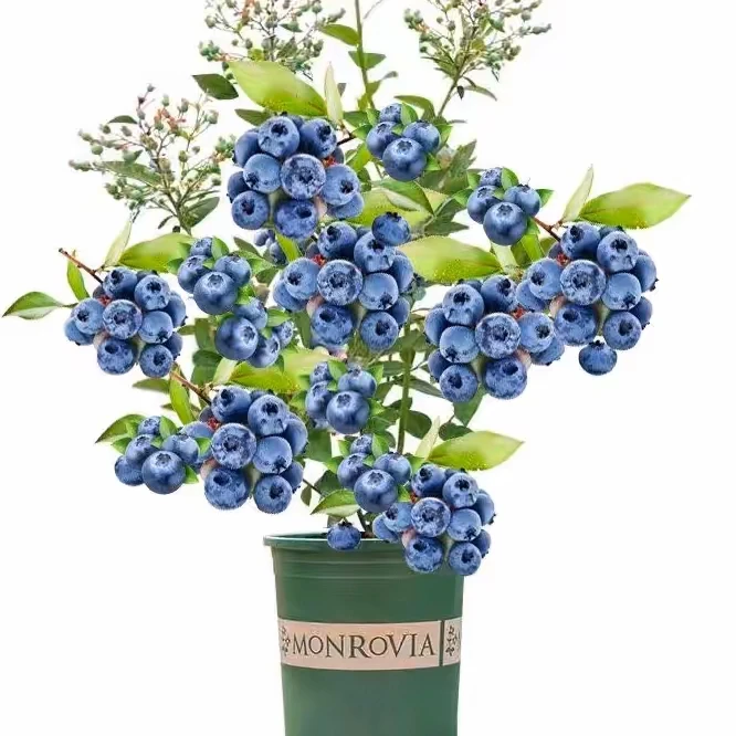 【云南带果】原红皮盆原土  蓝莓苗耐寒盆栽地栽室内外庭院阳台可种