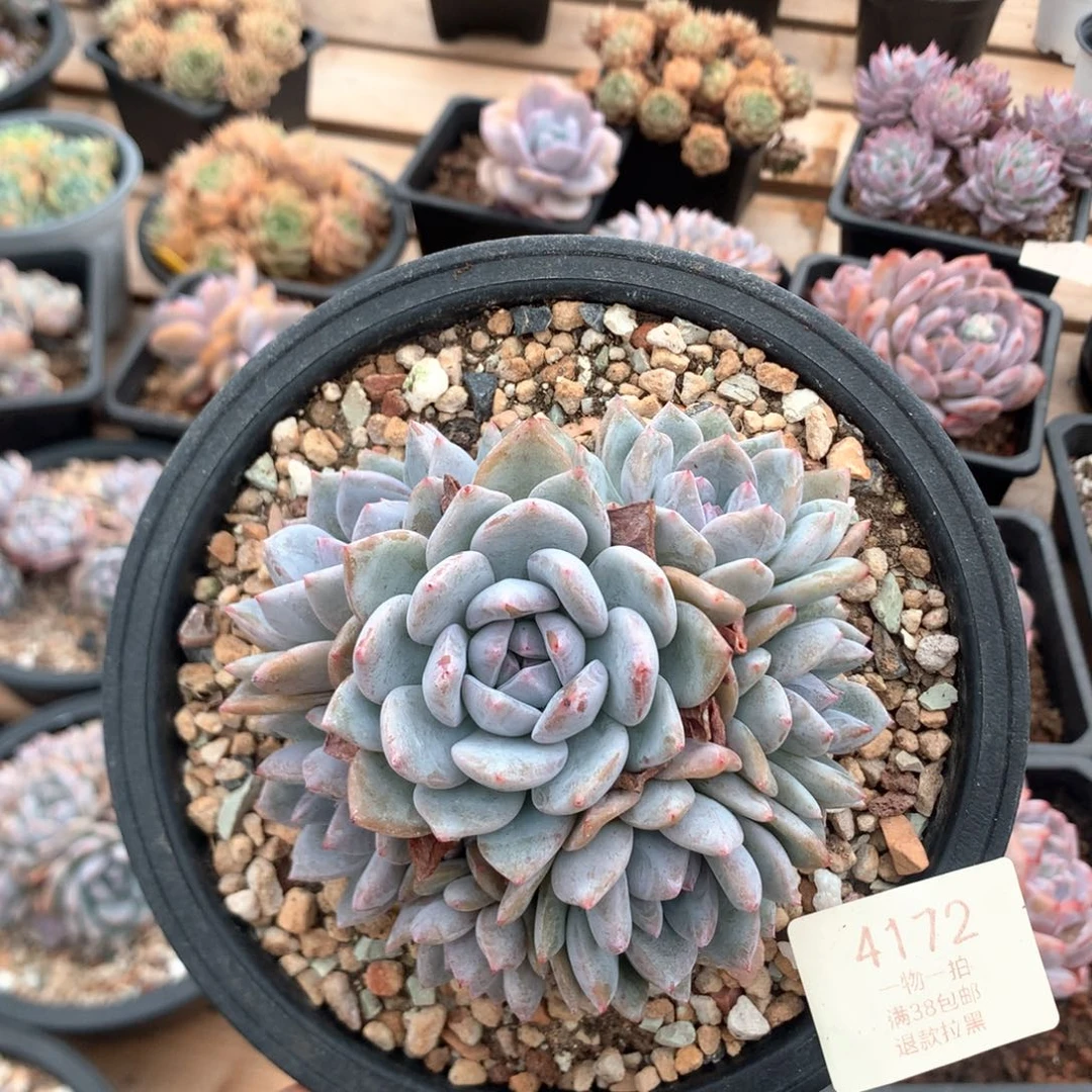 11厘米七头有砍绿底石榴籽捧花4172