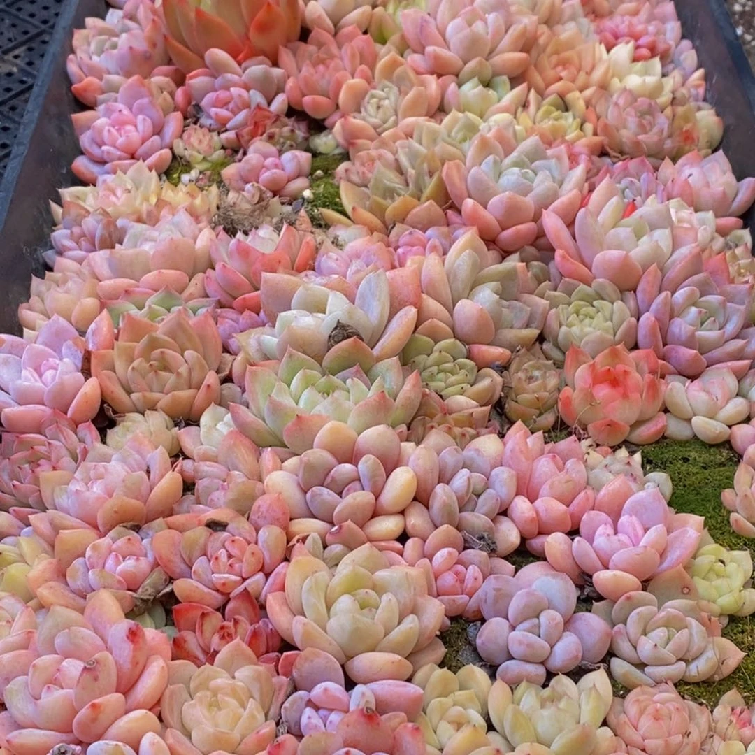 492多肉植物保护研究所所长助理研究员