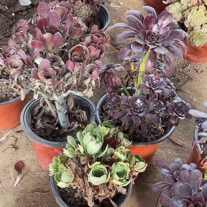 3棵玫瑰玫瑰玫瑰玫瑰