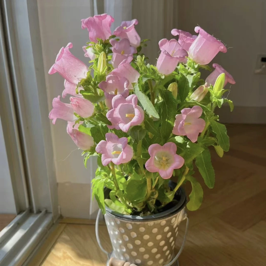 【思芹花卉|酒杯大花风铃花盆栽】阳台庭院爆花机器，京东空运包邮