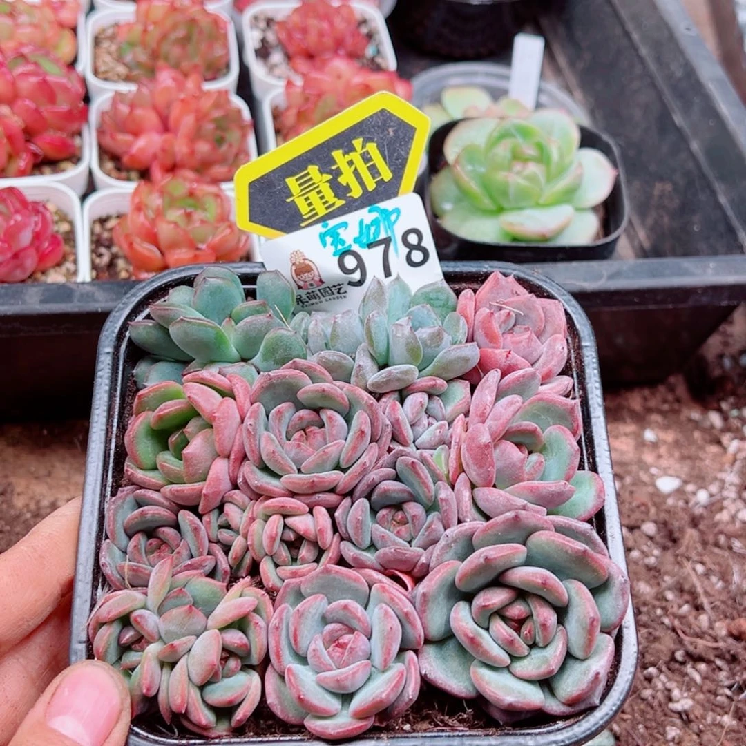 多肉植物多肉植物