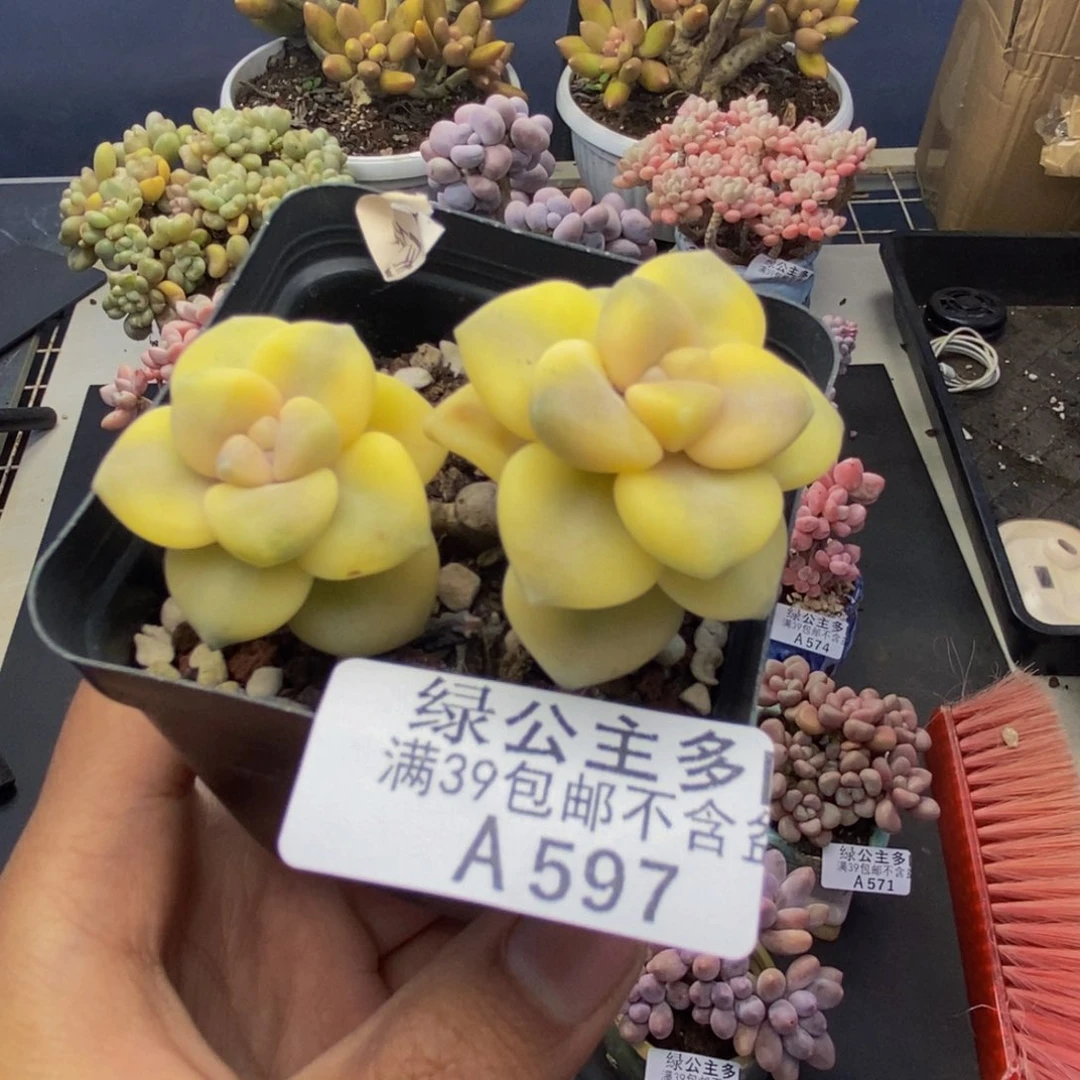 597美杏锦多肉有砍