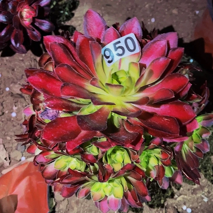 950韶华多肉植物处理不售后