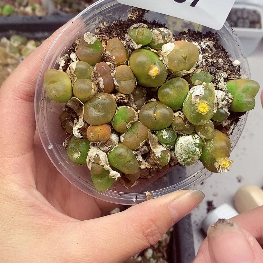 687啊啦啦啦啦啦啦蟠桃