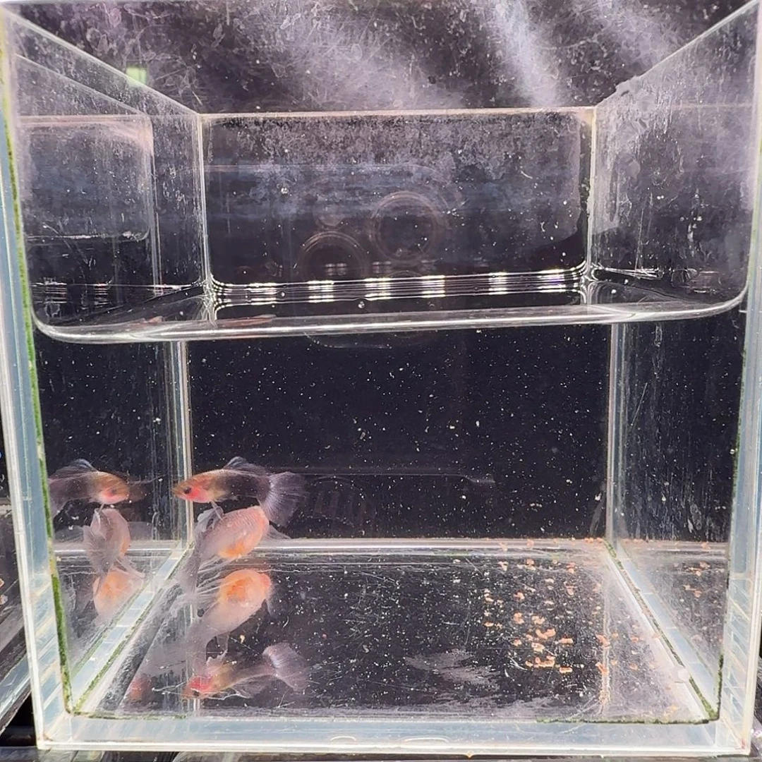 孔雀鱼蓝礼服玻璃猫缎带1对