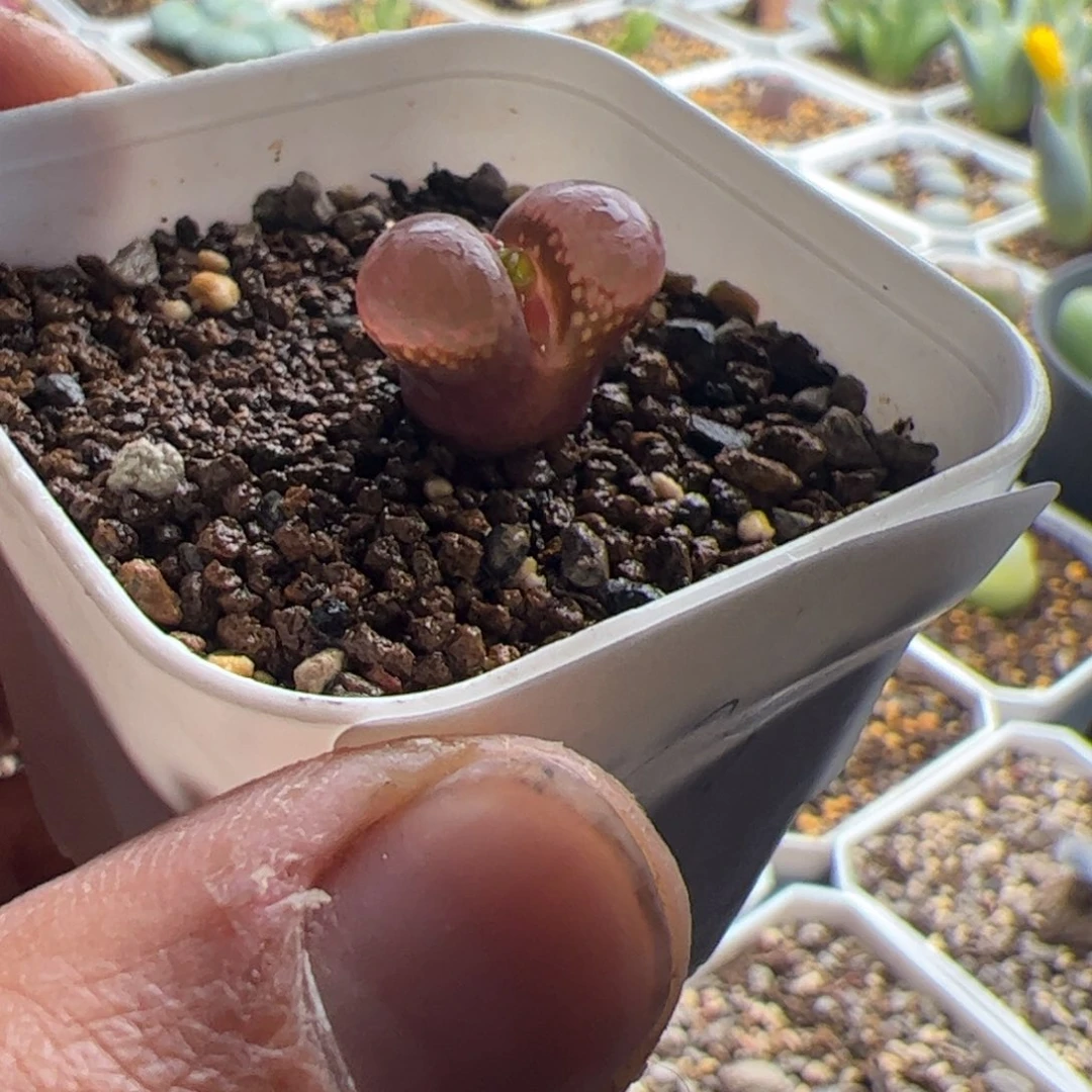 11.20日红多肉植物85