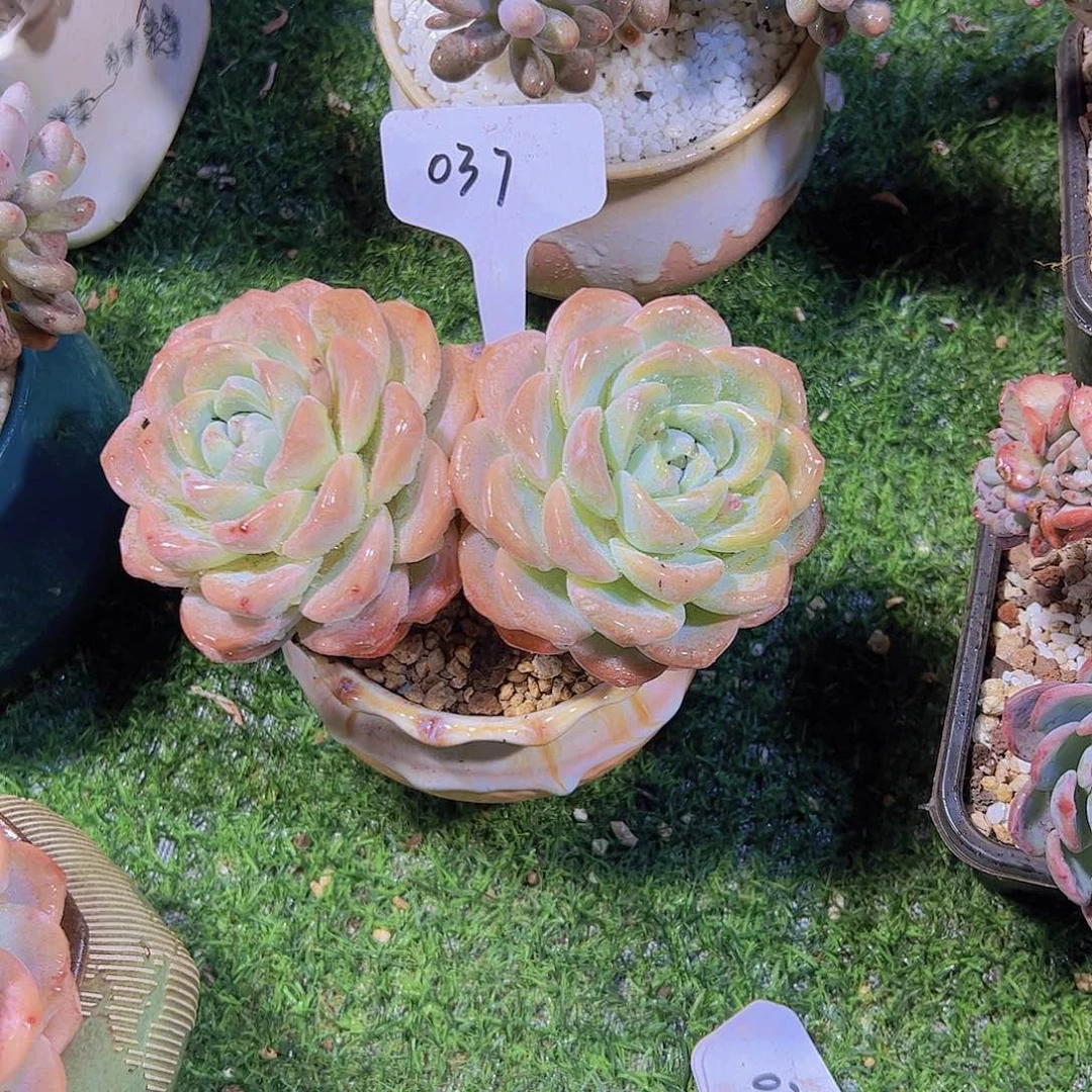 若*?37冰玉。。。。。。。。