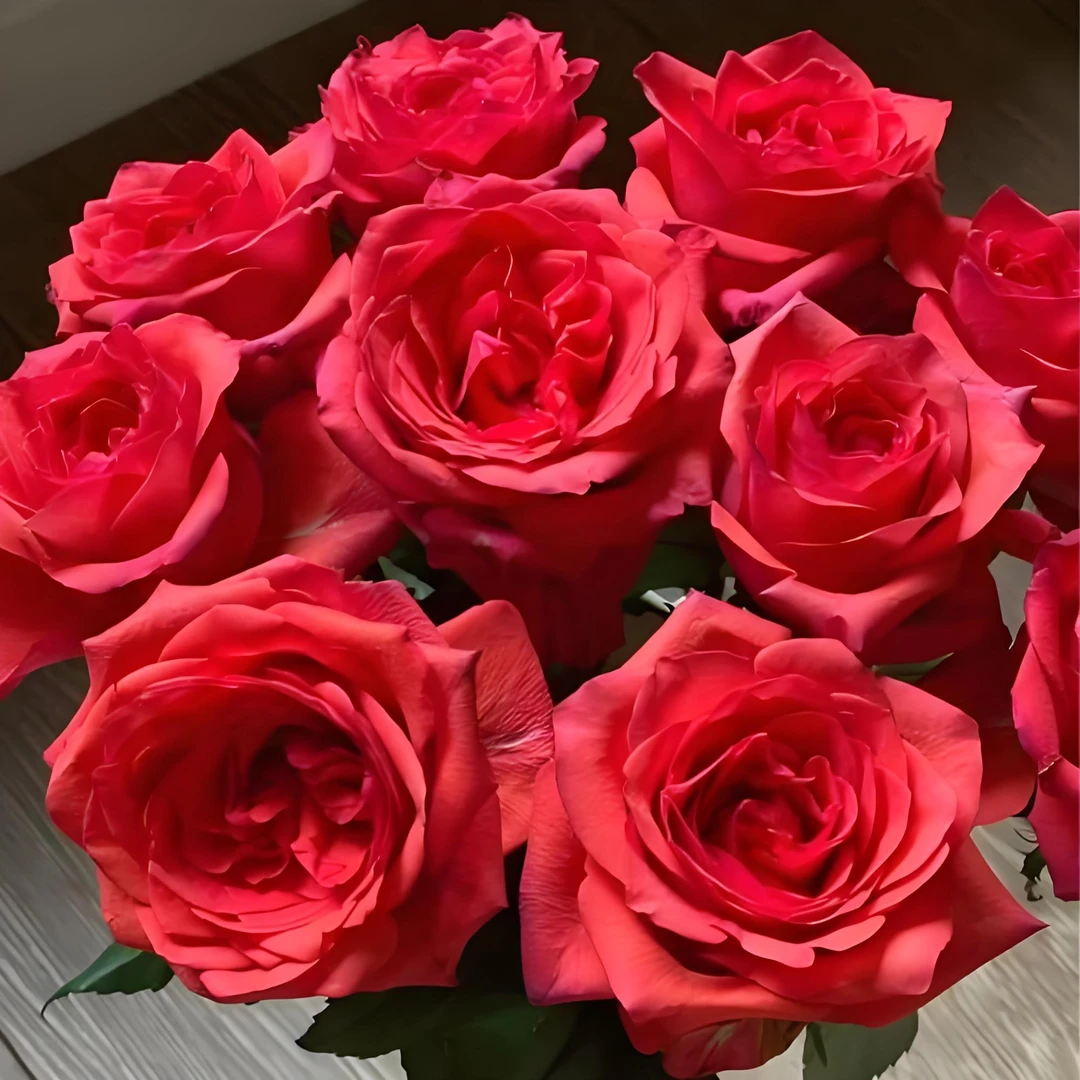 金属乐月季玫瑰花苗盆栽庭院绿植四季开花耐热淡香