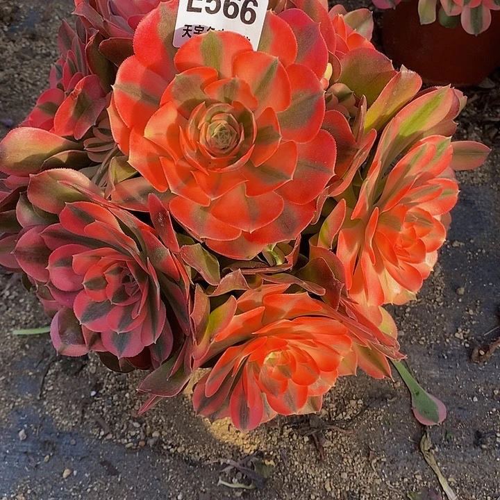 多肉香妃566多肉