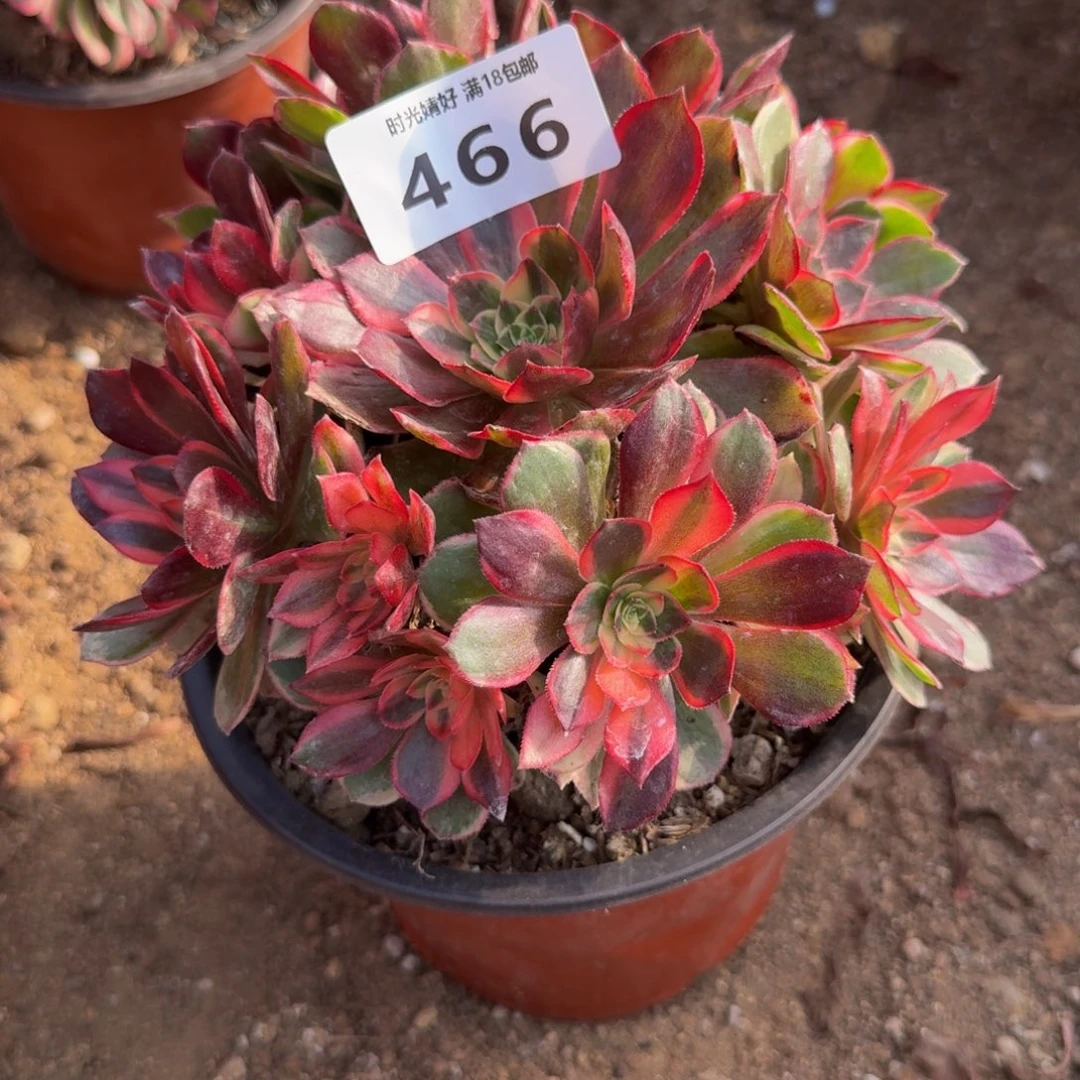 466黑魔锦。多肉植物