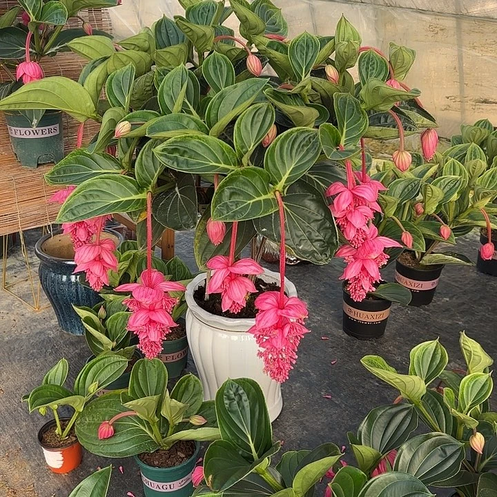 虎*宝莲灯特大老桩30花苞