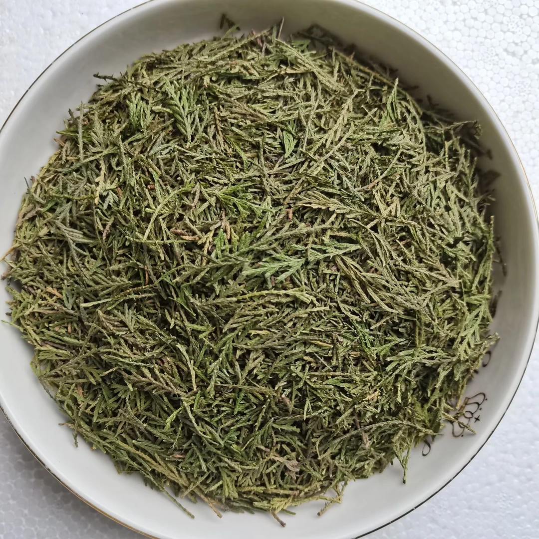 野生侧柏叶新鲜大山老柏树枝叶柏科植物扁侧柏护发养发防脱熏腊肉