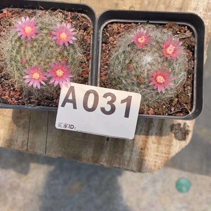 Z*oA031        一物一拍