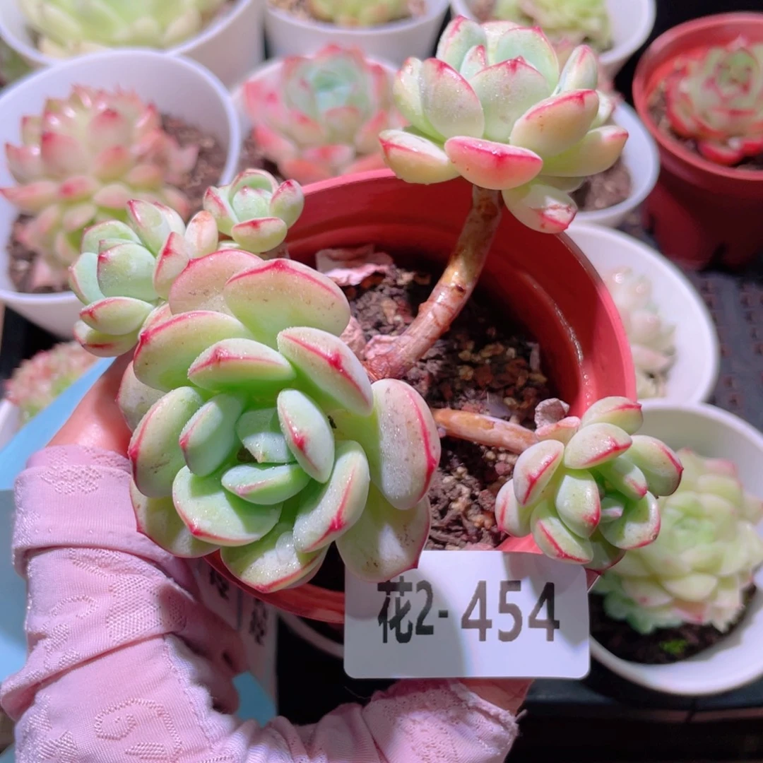 花利美2-454香草群