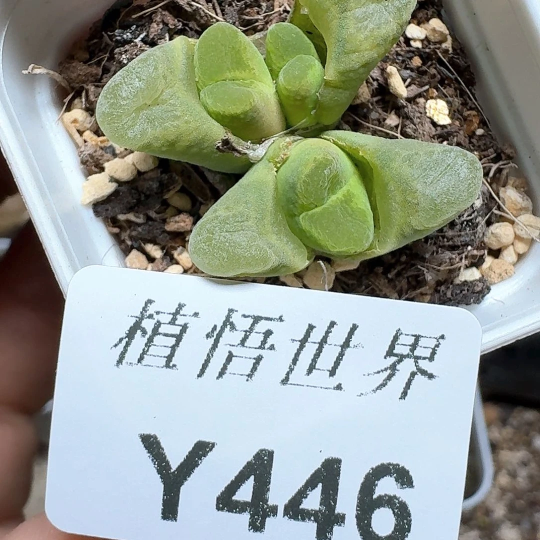 446盒多肉植物哇f g