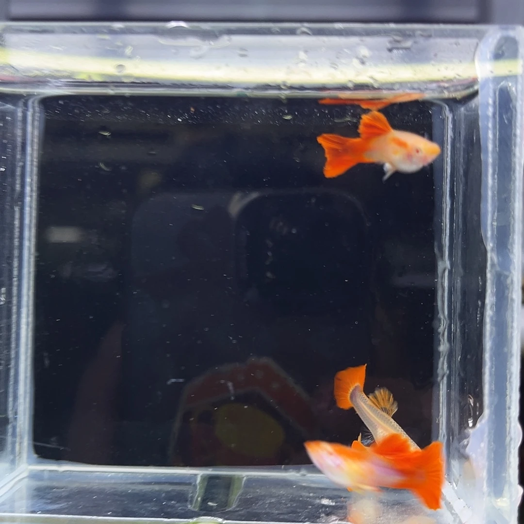 孔雀鱼折扇白子菊花帆