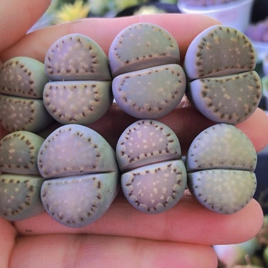 无花朵1303，2-2.4厘米特价优选饼干