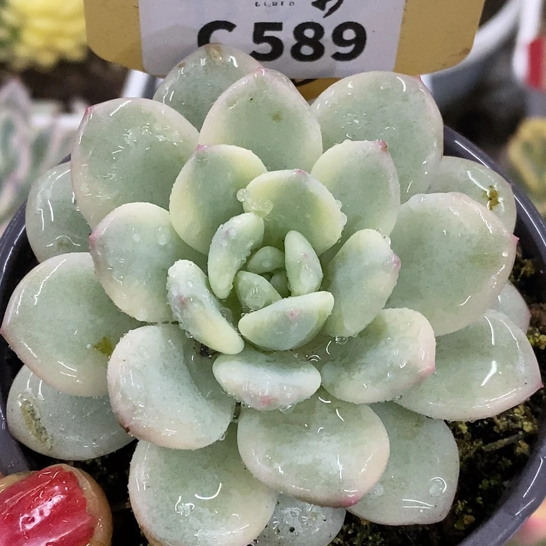 589哈哈哈哈哈哈哈哈哈