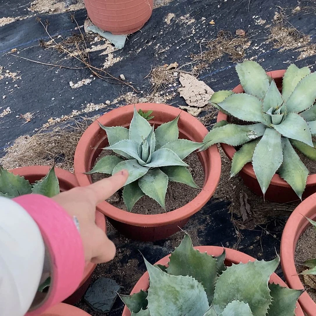 脏***儿5152鲸鱼舌一颗11111