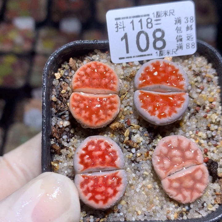 精品生石花118.108