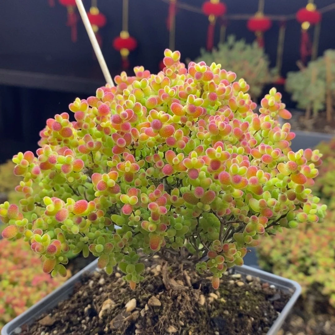 459号蜜橘糖球枝干多肉