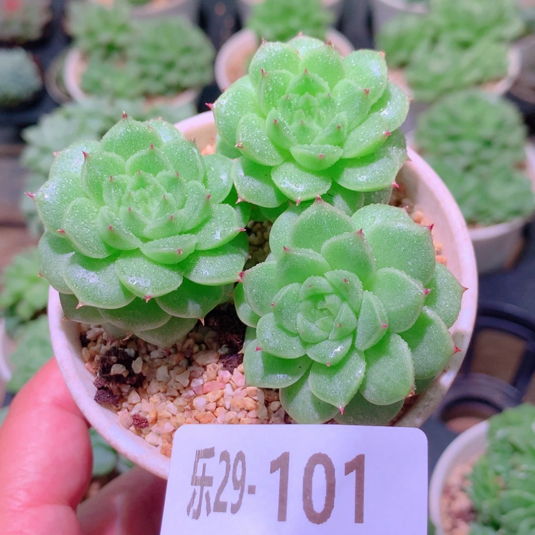 乐然29-101 新品群