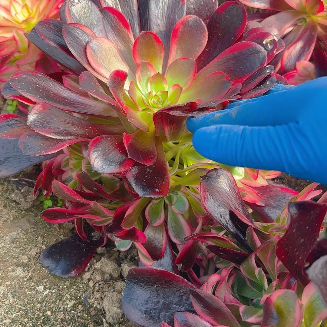 蛇毒美杜莎手捧多肉植物