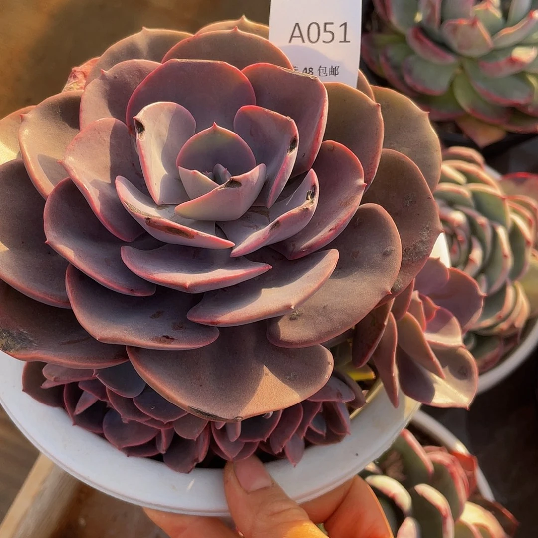 尘埃玫瑰051 多肉多肉多肉