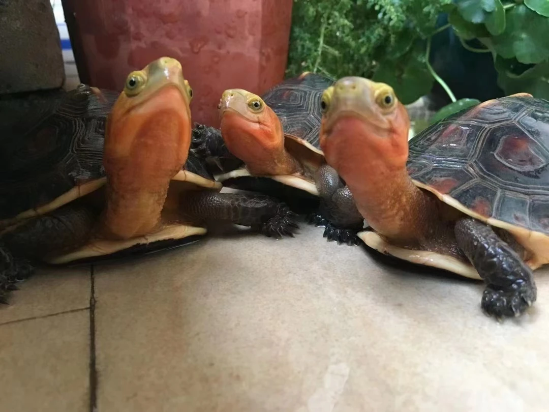 人工活体安缘龟宠物龟观赏龟活泼亲人可直播间挑选