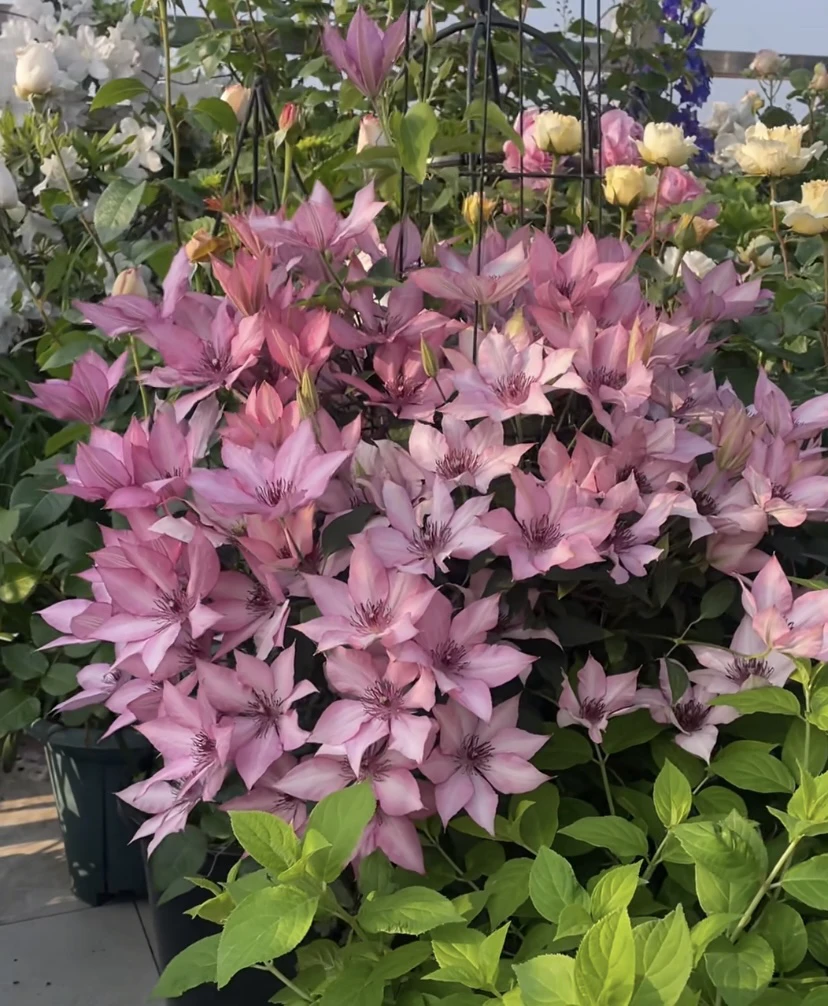 吉赛尔铁线莲中苗