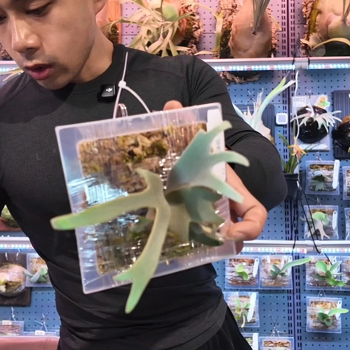 完全开放珍妮鹿角蕨