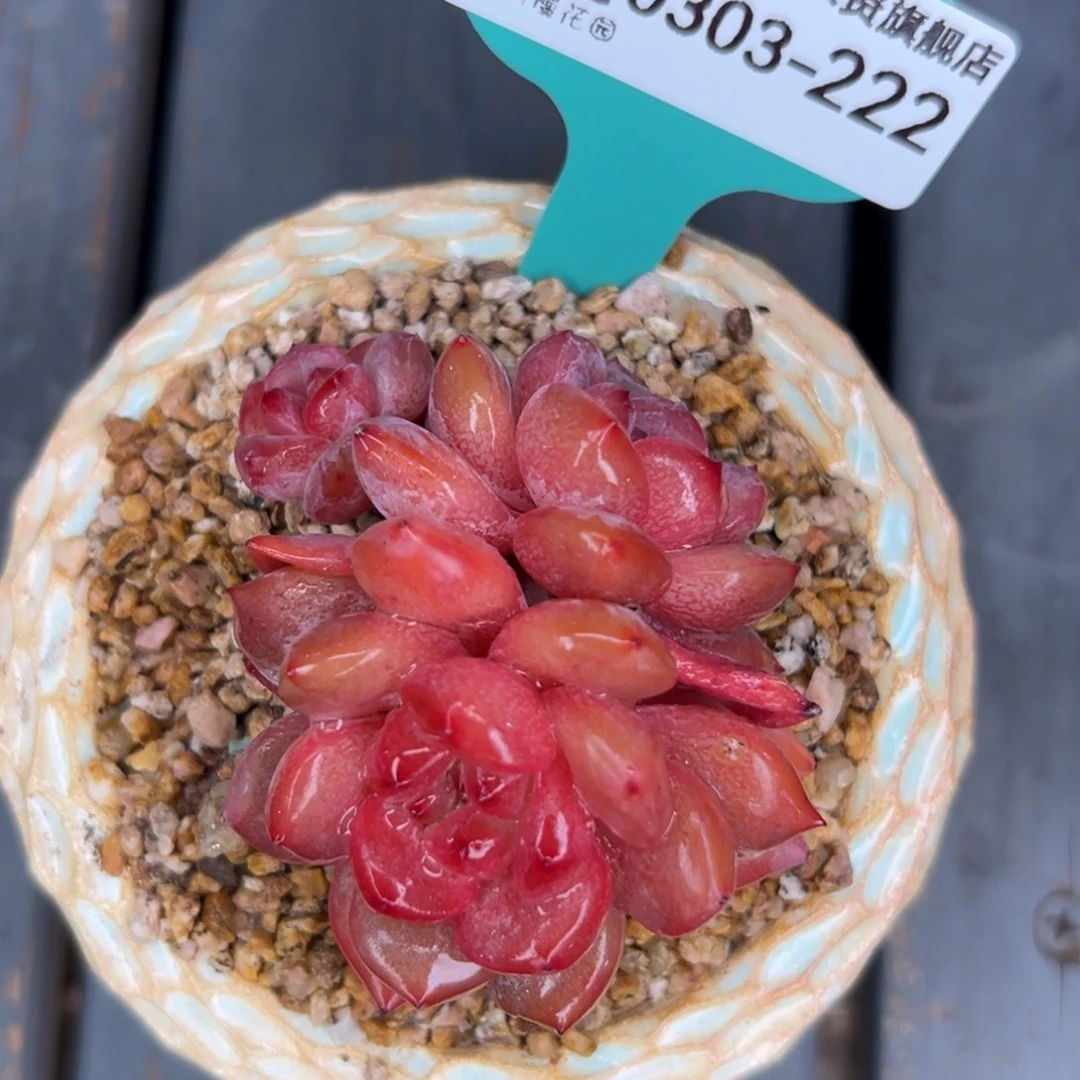 多肉一物一拍0303-222