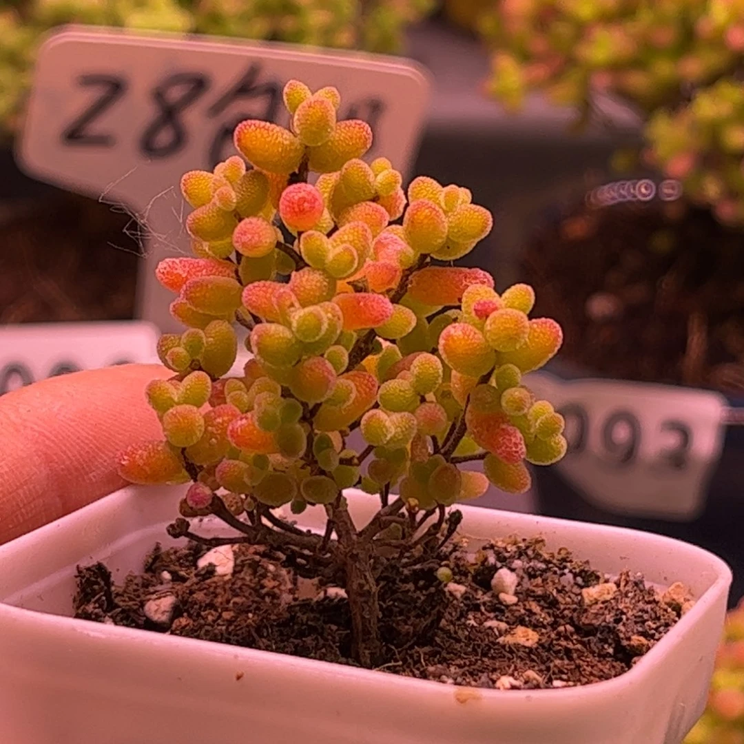 41蜜桔糖球优选枝干番杏