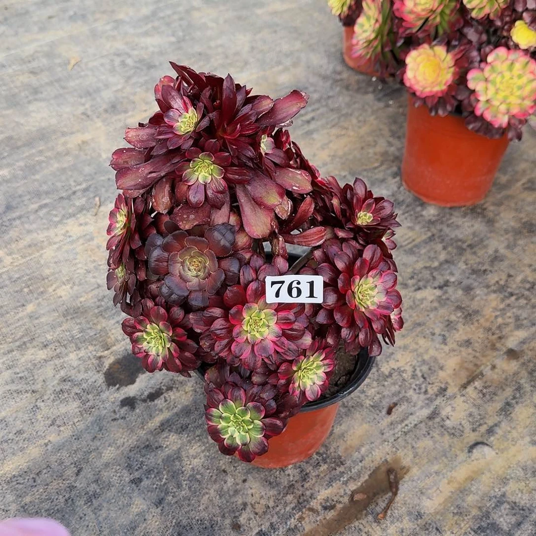 00000761美肌有断枝不包售后多肉植物