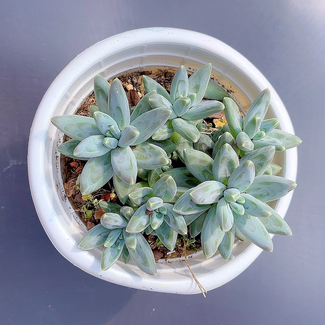 满15包邮（凤羽）多肉植物 吸甲醛 防辐射 净化空气 整桩无砍美人系