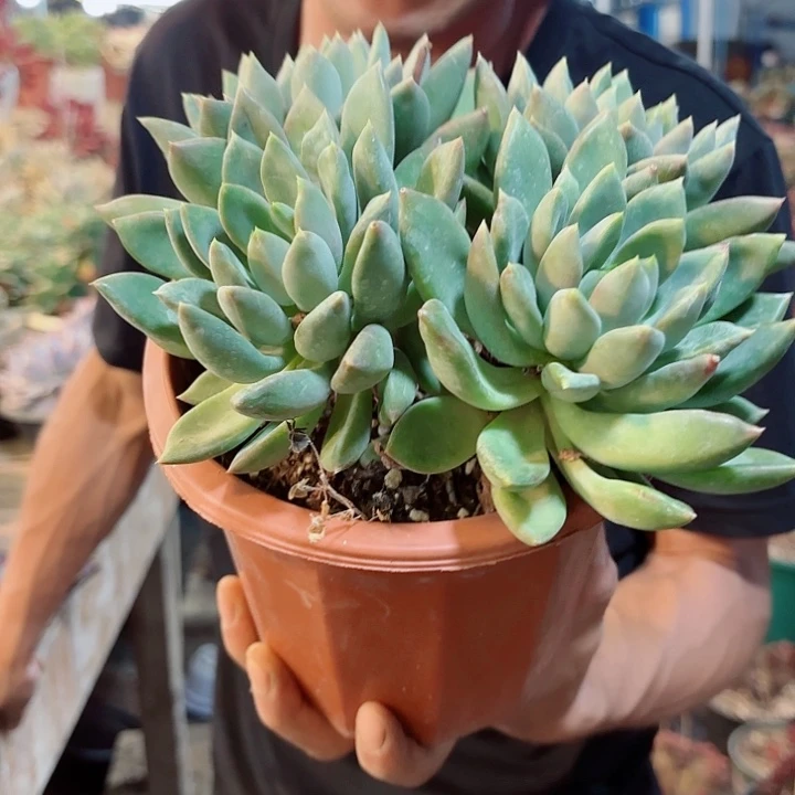 黄金象牙大群生多肉