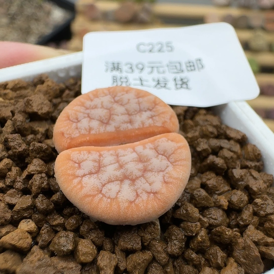 225哈哈哈哈哈哈哈哈